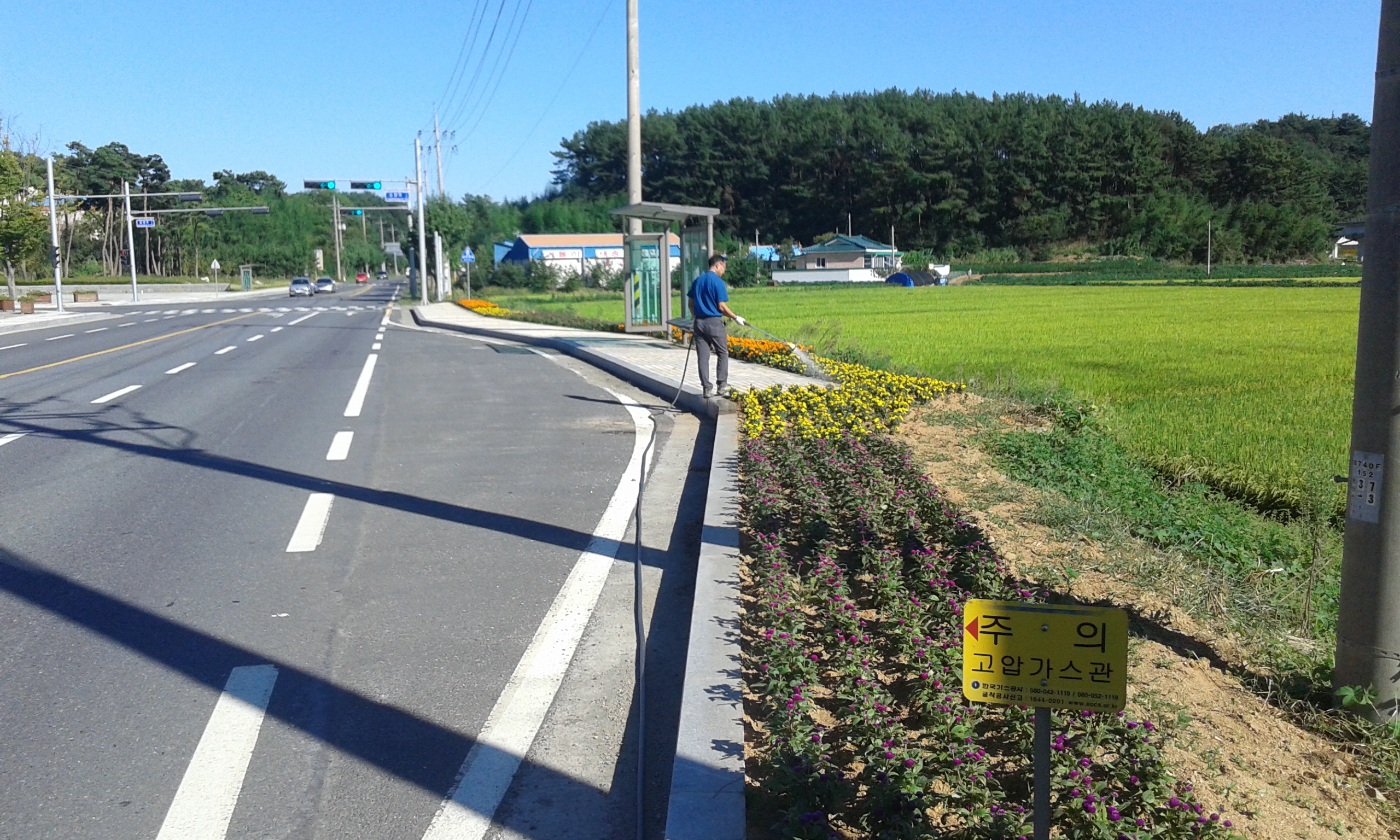 (10일)서천군 마서면, 생태원 주변 꽃길 조성 (2)