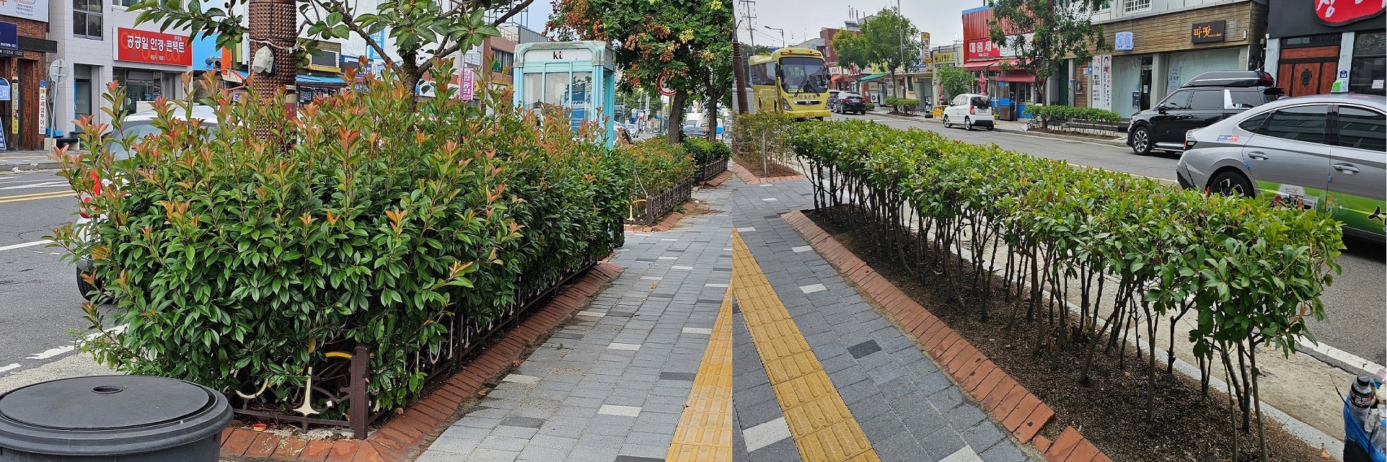3. 장항읍, 홍가시나무 화단 정비로 시가지 미관 개선.JPG