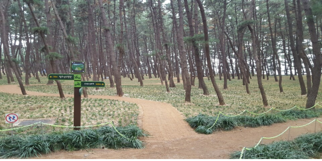 서천군, 장항 솔바람길 전국적인 명소로 키운다