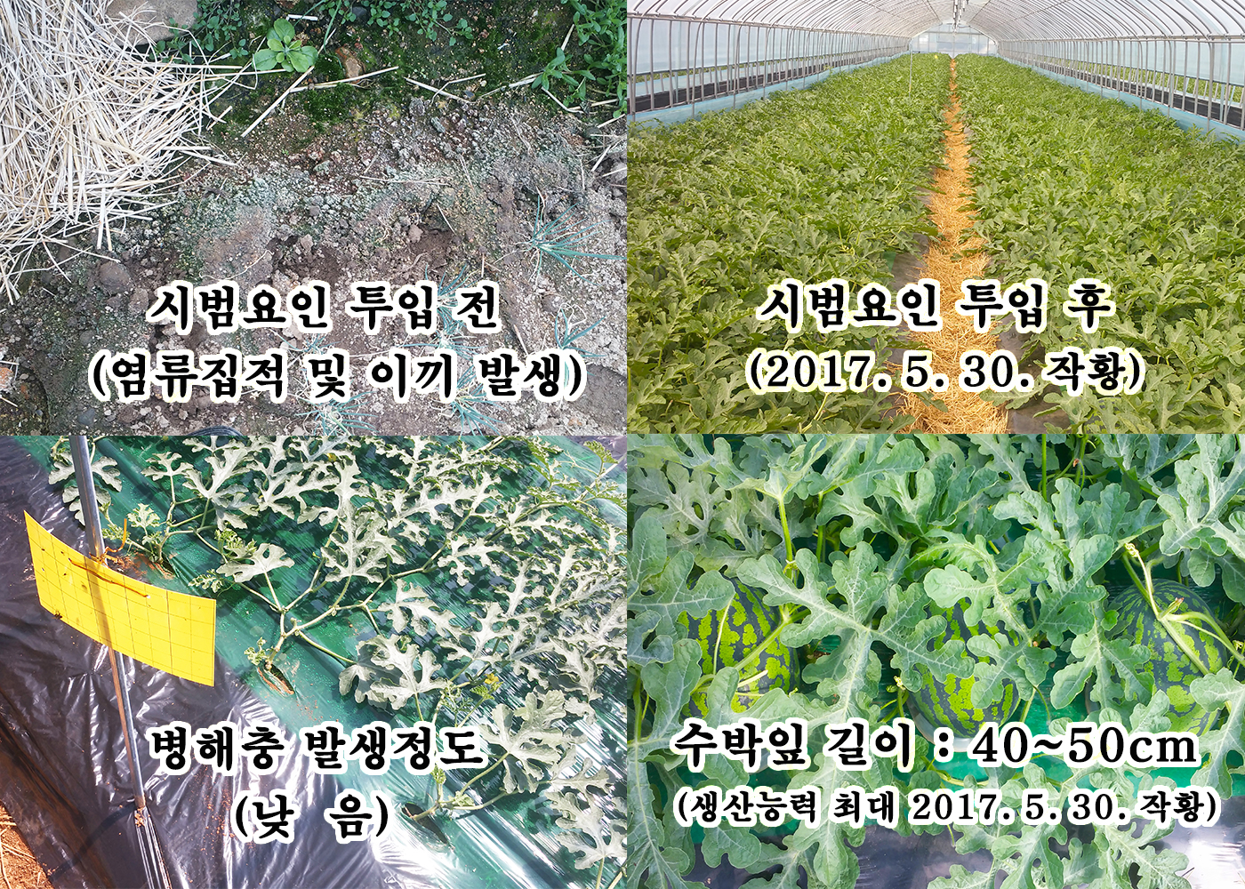 서천군농업기술센터, 연작장해 토양관리로 극복한다