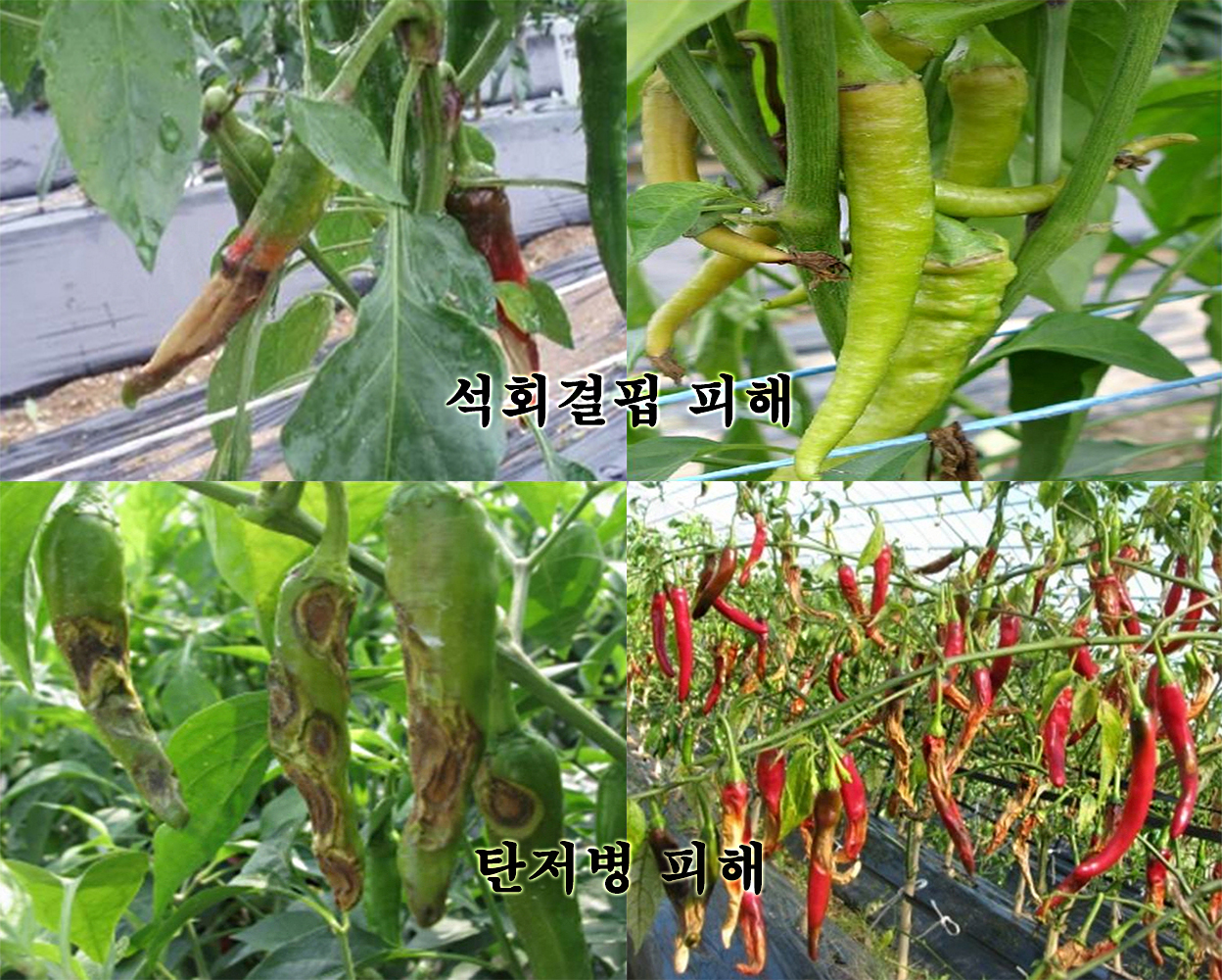 서천군농업기술센터, 장마기 고추포장 관리가 올해 농사 성패 좌우