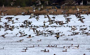 Migratory Birds